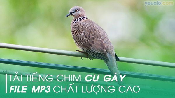 Chim Cu Gáy's YouTube Stats and Insights - vidIQ YouTube Stats