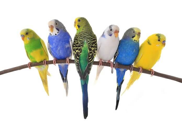Công thức pha thuốc cho chim Yến Phụng bị tiêu chảy | Pet Mart