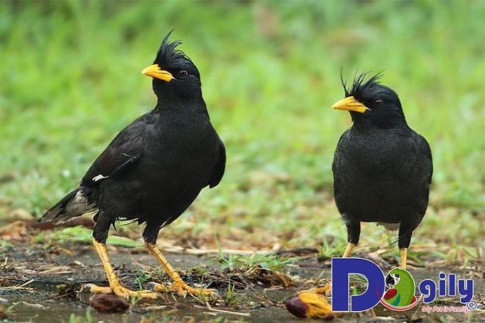 Thử dạy chim sáo đầu trắng nói tiếng người (teach starlings to speak) | Nhà  Nông Phú Nguyễn - YouTube