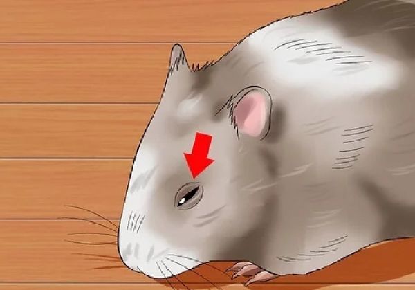 Hamster có thể mắc phải bệnh loét giác mạc, điều này là gì và cách xử lý như thế nào?
