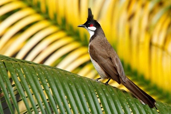 Tìm hiểu thông tin chi tiết về chào mào xanh - Loài chim cảnh đẹp và thông  minh