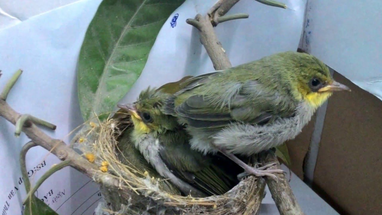 Phân biệt chim vành khuyên trống mái qua tiếng kêu - Pet Care 24h
