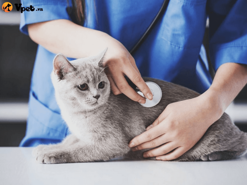 Chẩn đoán của bác sĩ thú y về nhịp tim ở mèo