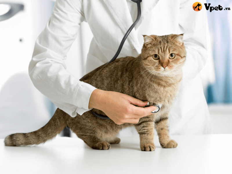 Chăm sóc sức khỏe sinh sản của mèo tại nhà