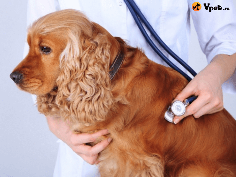 Cách chữa trị bệnh u mỡ của chó