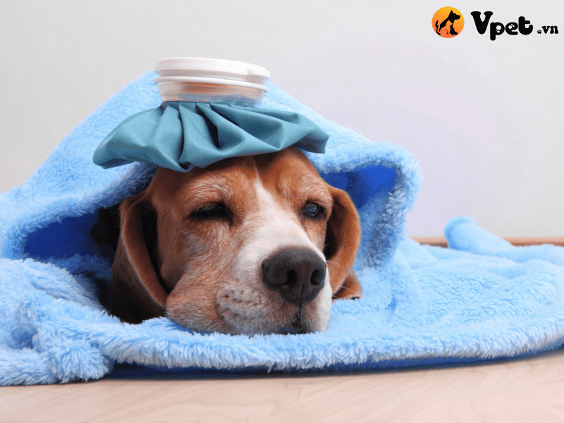 Tại sao nên chăm sóc chó bị ốm tại nhà