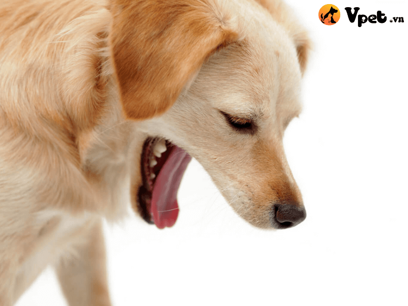 Chó hen suyễn và dấu hiệu nhận nhận biết đơn giản