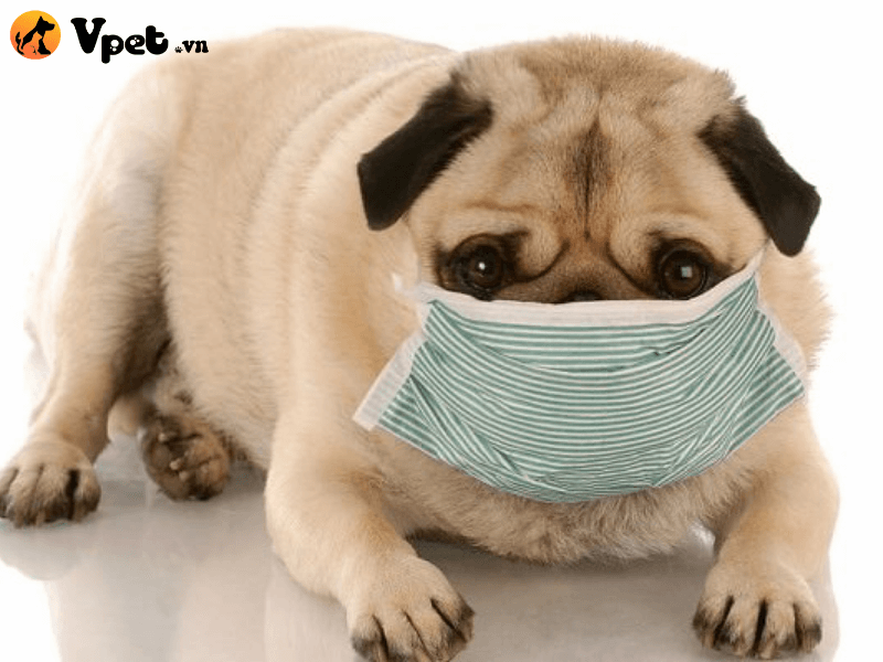 Cách chữa trị bệnh hen suyễn ở chó