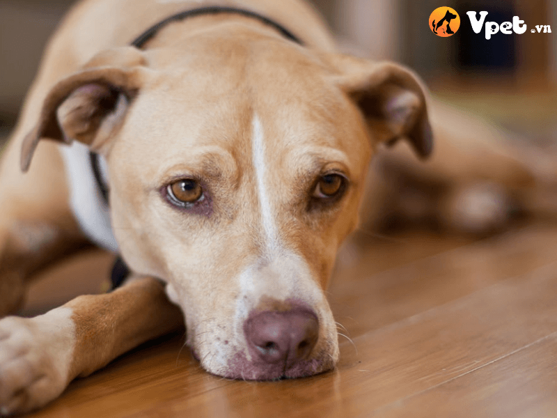 Các triệu chứng thường gặp khi chó bị ngộ độc pyrethrin