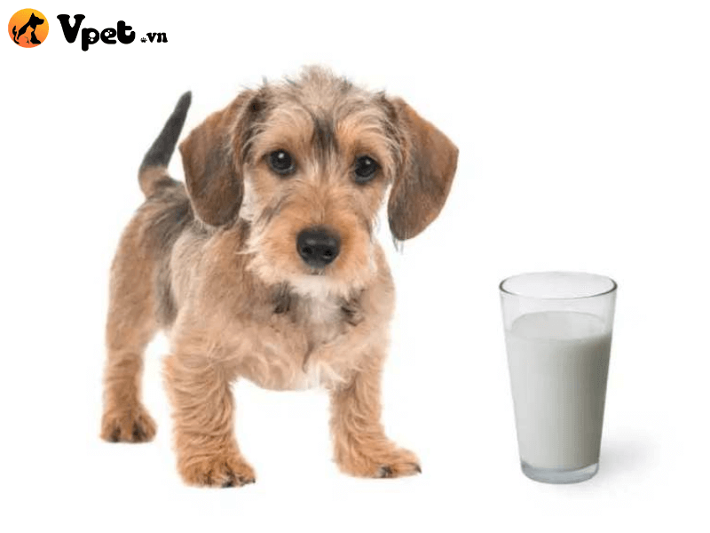 Sữa có thực sự tốt cho chó?