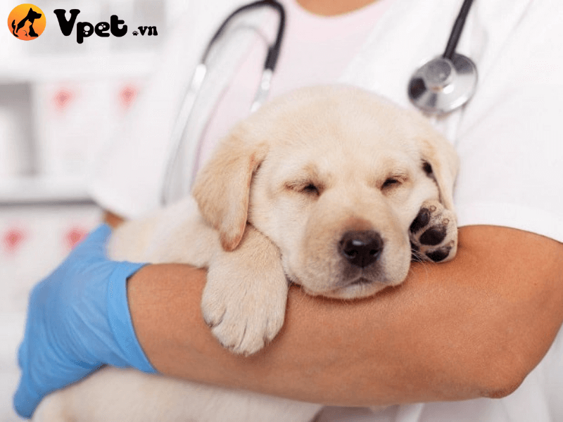 Cách điều trị bệnh tiêu chảy ở chó