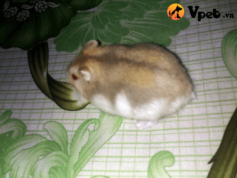 Đặc điểm ngoại hình của chú chuột Hamster trà sữa