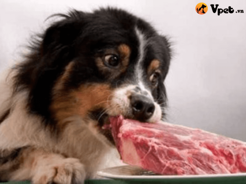 Thức ăn tốt cho lông chó