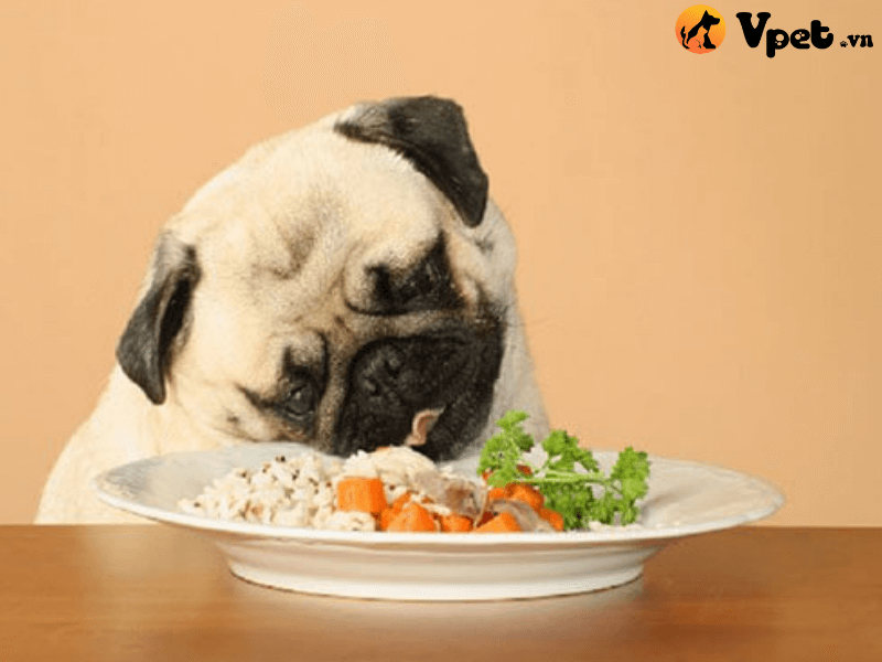 Thức ăn tự nhiên có cần thiết đối với chó không?
