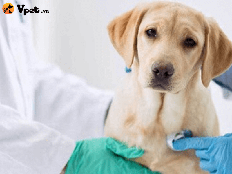 Làm cách nào để ngăn ngừa bệnh hắc lào cho chó?