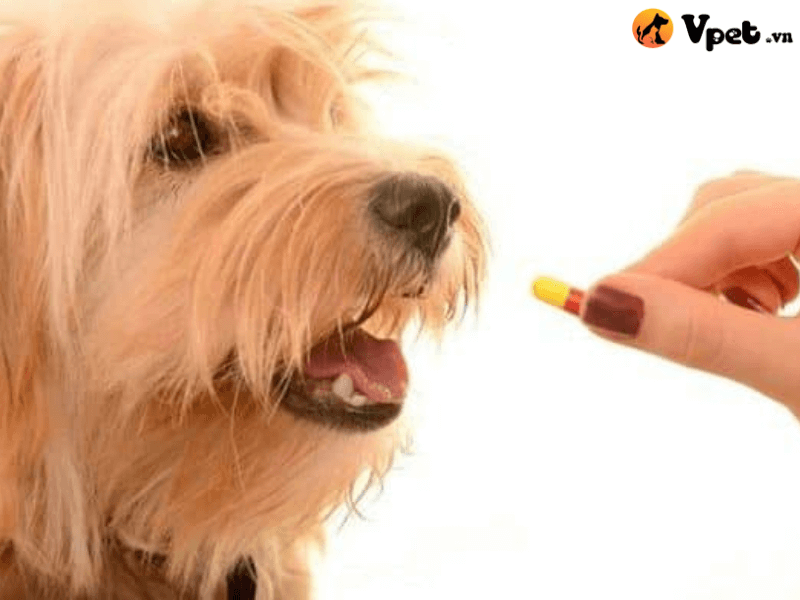 Cách trị bệnh hắc lào cho chó như thế nào?