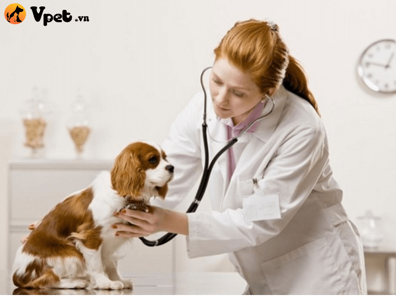Kế hoạch chăm sóc chó bị viêm da hoại tử ở da