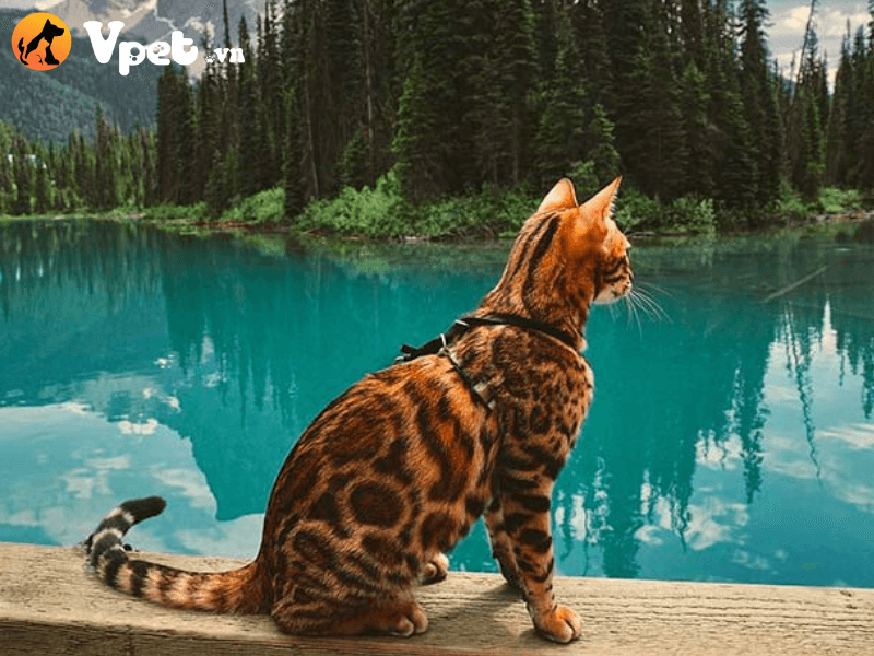 Mèo vằn hổ  có ngoại hình ra sao?